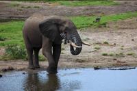 Tembe Elephant Park 2